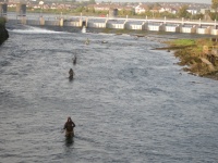 Salmon fishing in the river.jpg